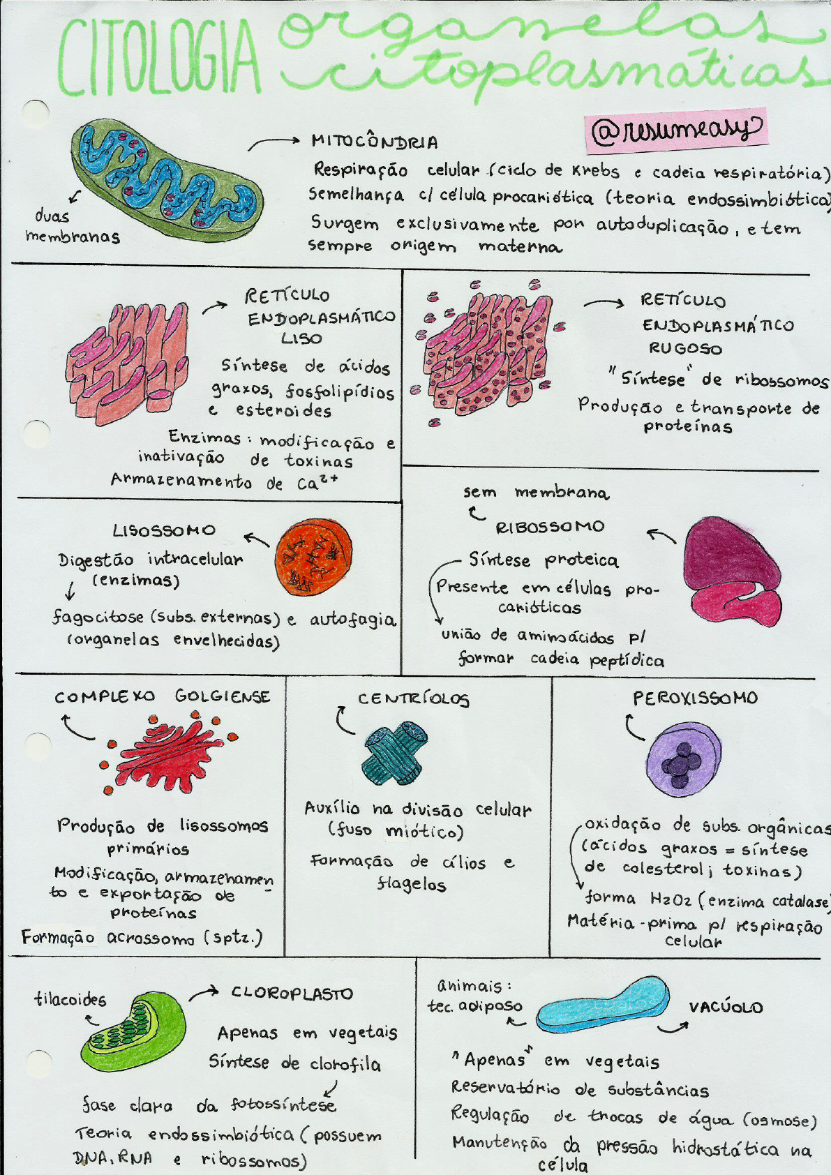 Revisão citologia - Mapa Mental