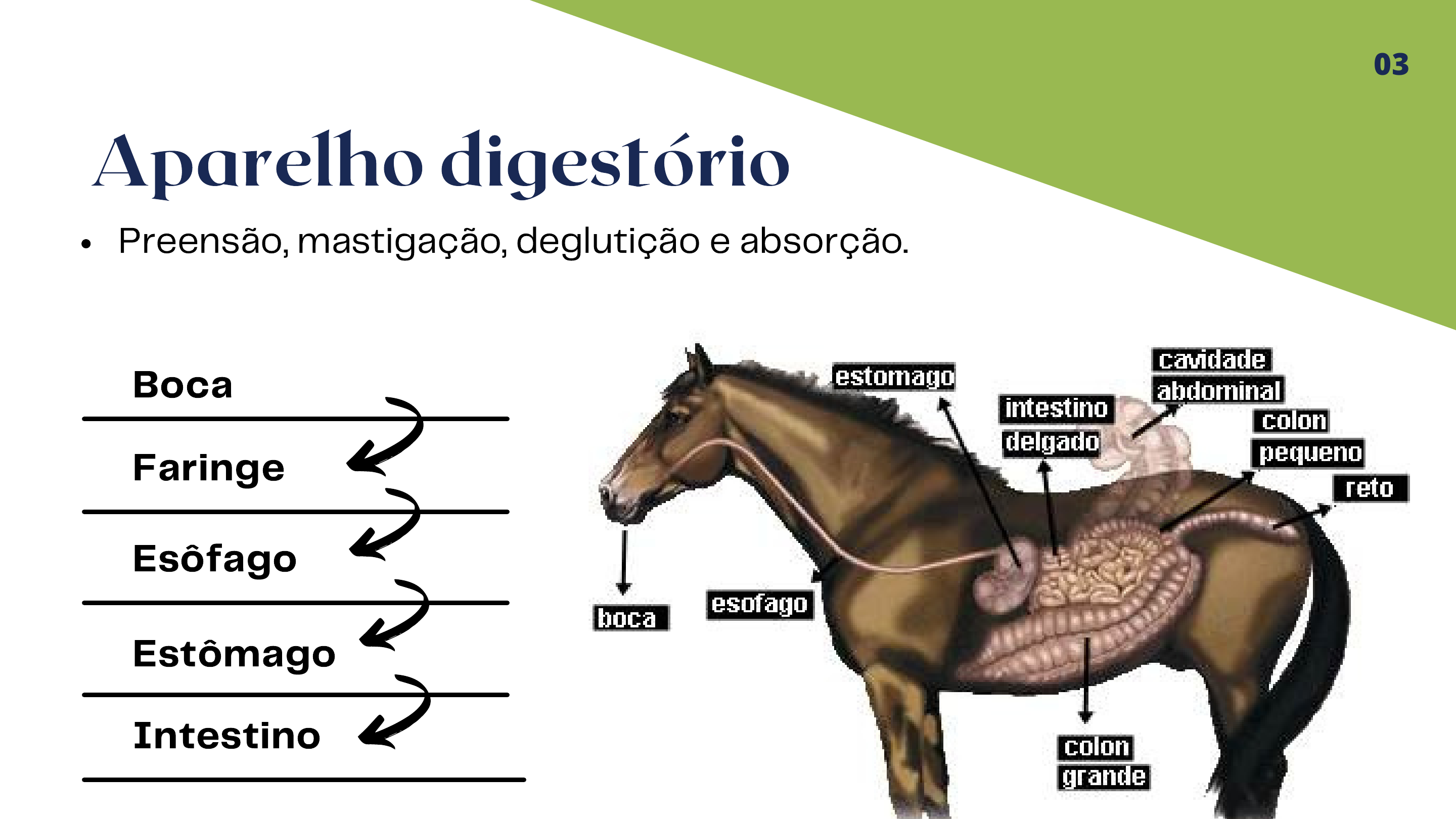 Aparelho Digestivo do Cavalo