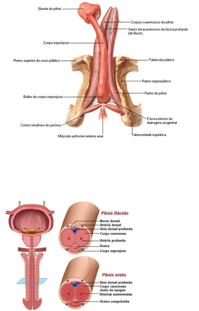 SISTEMA GENITAL MASCULINO RESUMO UFMG - Anatomia I