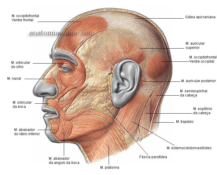 Musculos Anatomia Do Rosto Anatomia Da Cabeca Anatomia Zbrush Images 1781