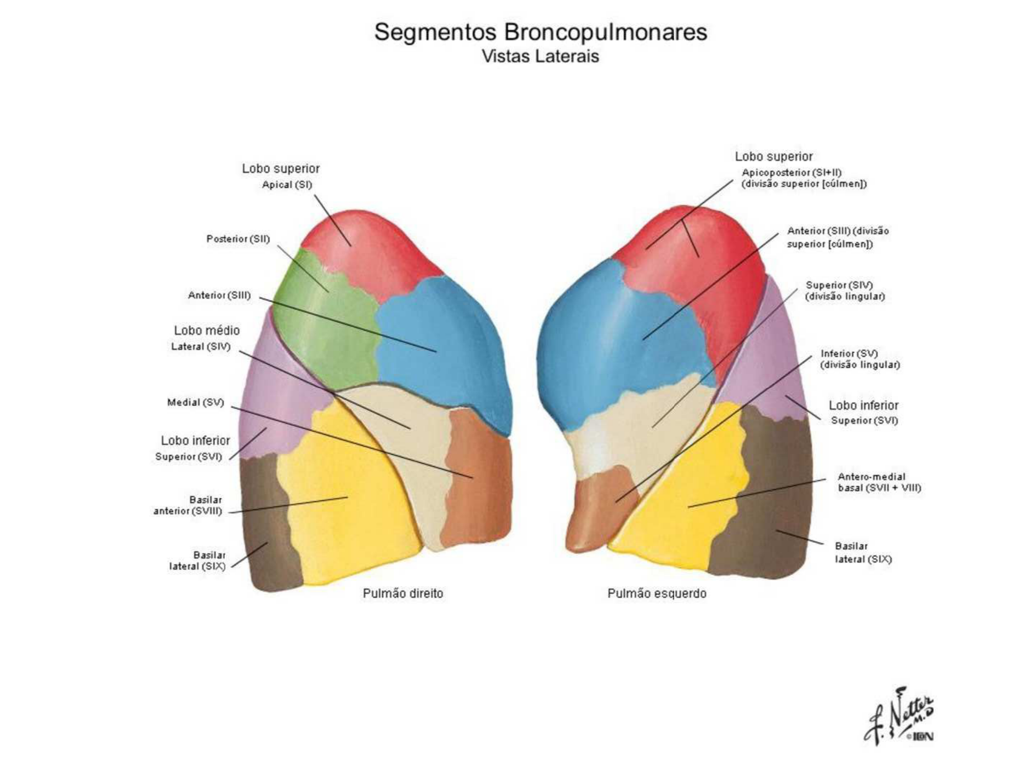 segmentos broncopulmonares