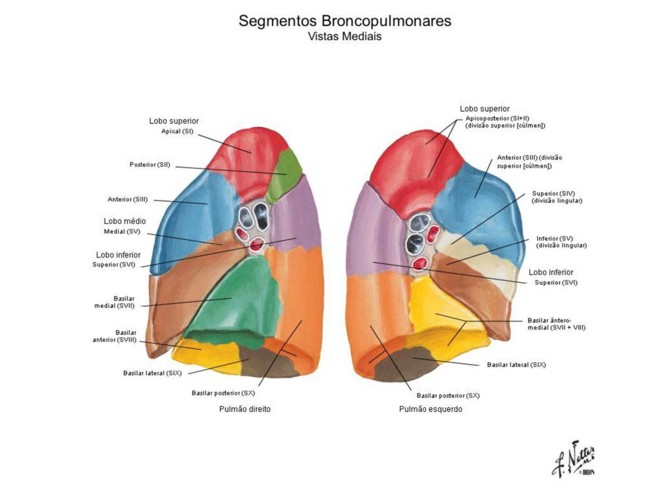 segmentos broncopulmonares