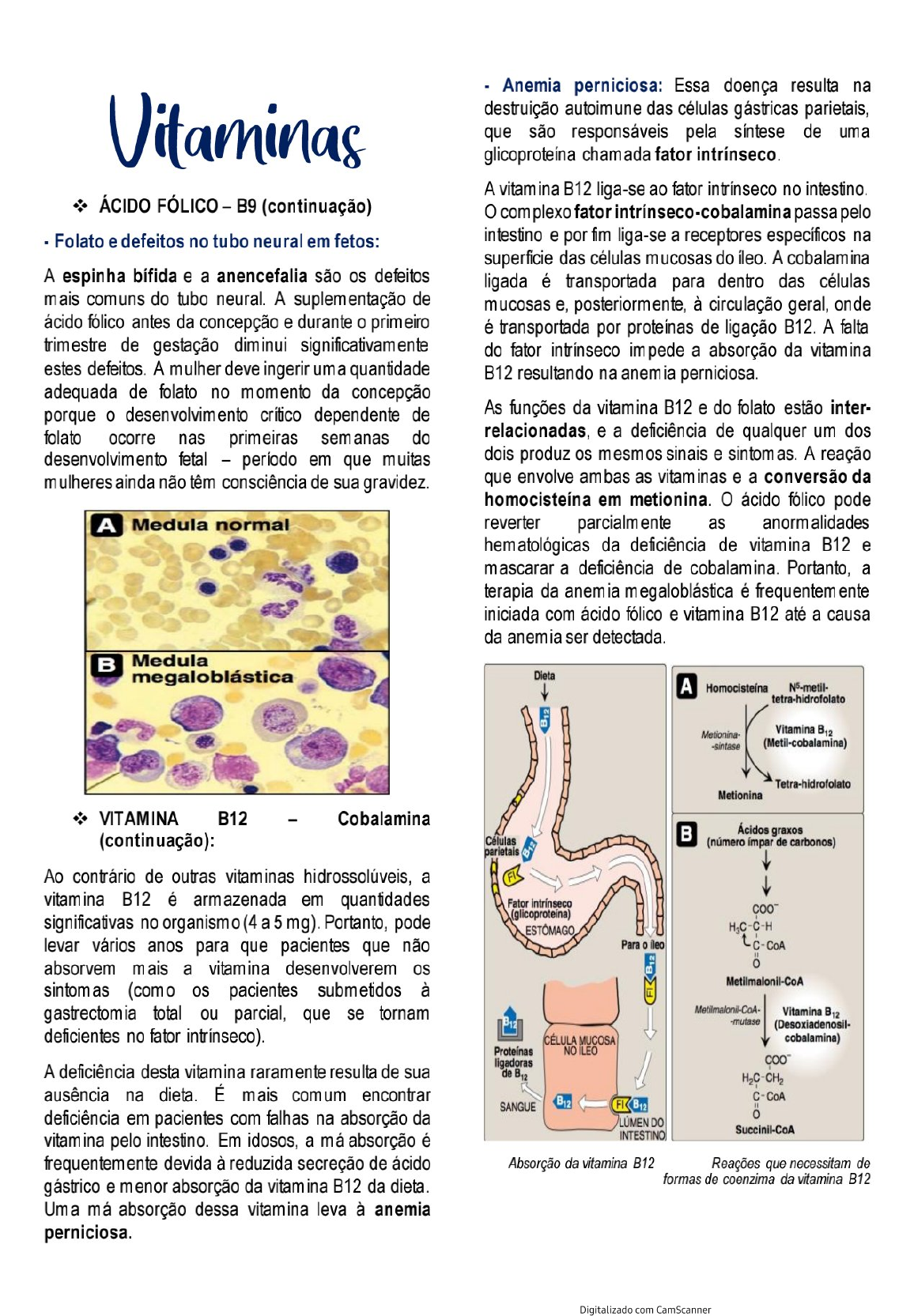 Metabolismo Das Vitaminas Metabolismo