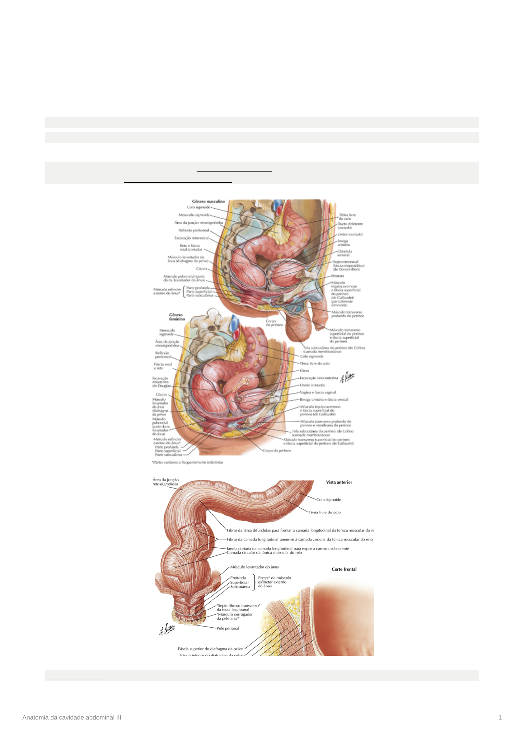 Grátis: Anatomia da cavidade abdominal III - Material Claro e Objetivo em  PDF para Estudo Rápido, image size:1684x2380