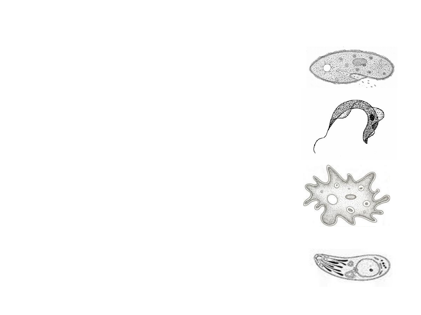 Anfíbios do Rio Grande do Sul: Catálogo, diagnoses ... - pucrs, image size:1440x1080