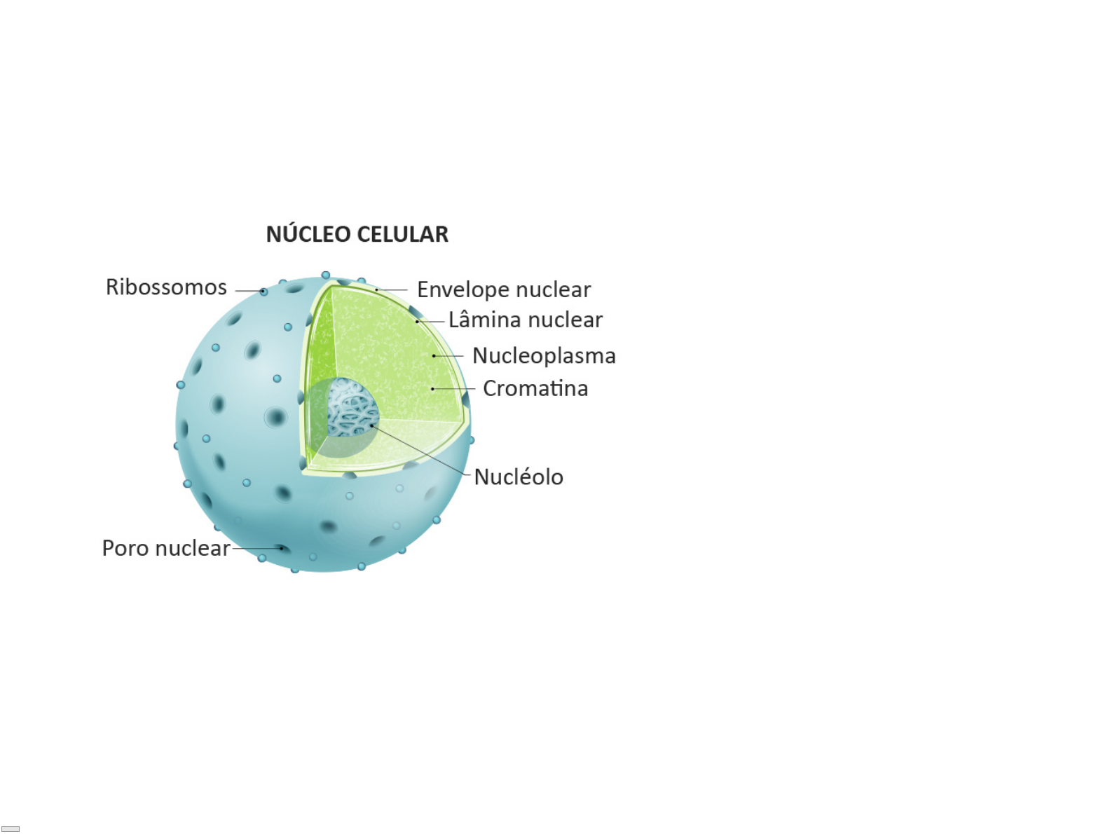 Nucleoplasma O Que é TESTES DE NÚCLEO CELULAR (II) | Blog Do Prof.