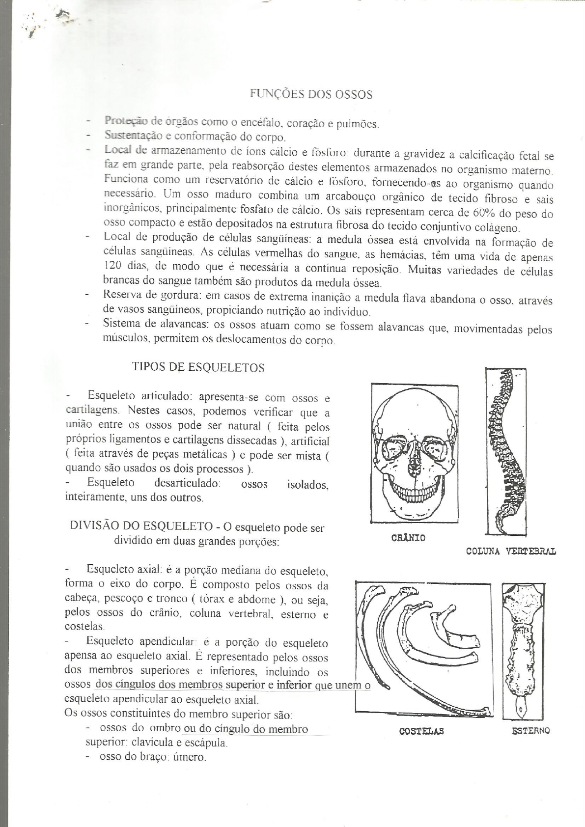 Aula 02 - Generalidades Sobre Osteologia - Anatomia I