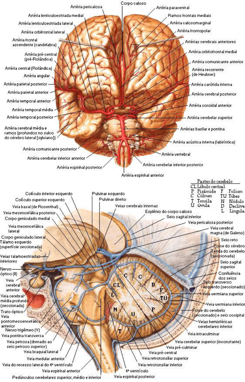 Vascularização Do Encefalo - Neuroanatomia Medica