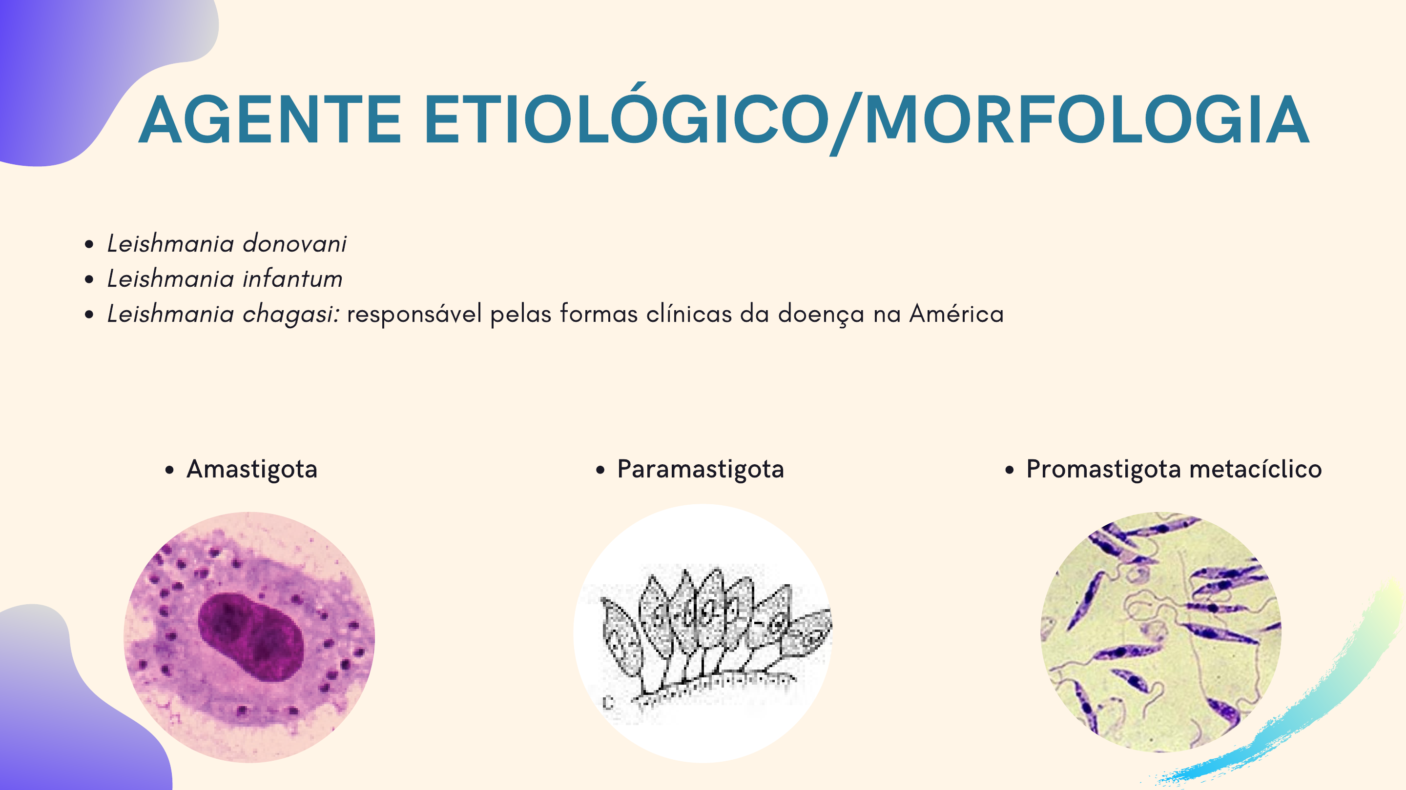 morfología de leishmania donovani