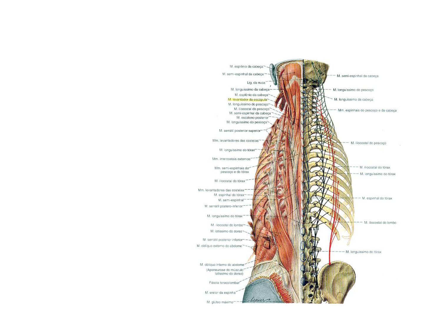 Grátis: Músculos Eretores da Espinha - Material Claro e Objetivo em PDF  para Estudo Rápido, image size:1440x1080