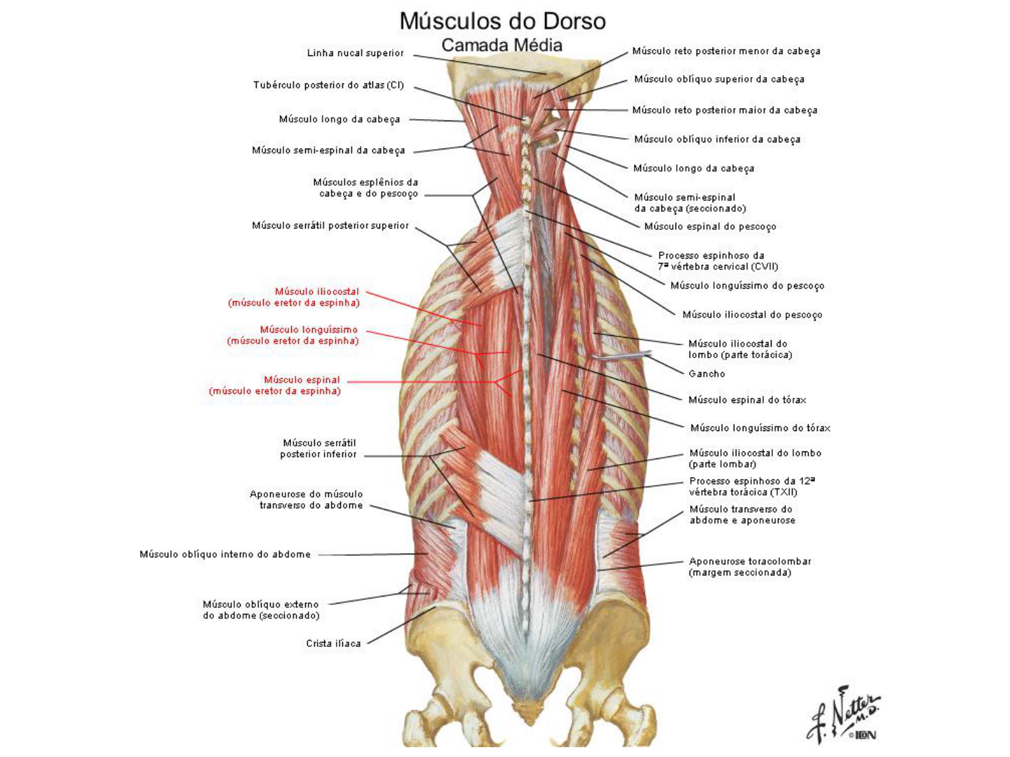 Grátis: Músculos Eretores da Espinha - Material Claro e Objetivo em PDF  para Estudo Rápido, image size:1440x1080