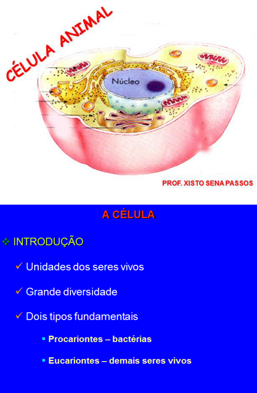 Desenhos esquemáticos da célula eucariótica vegetal