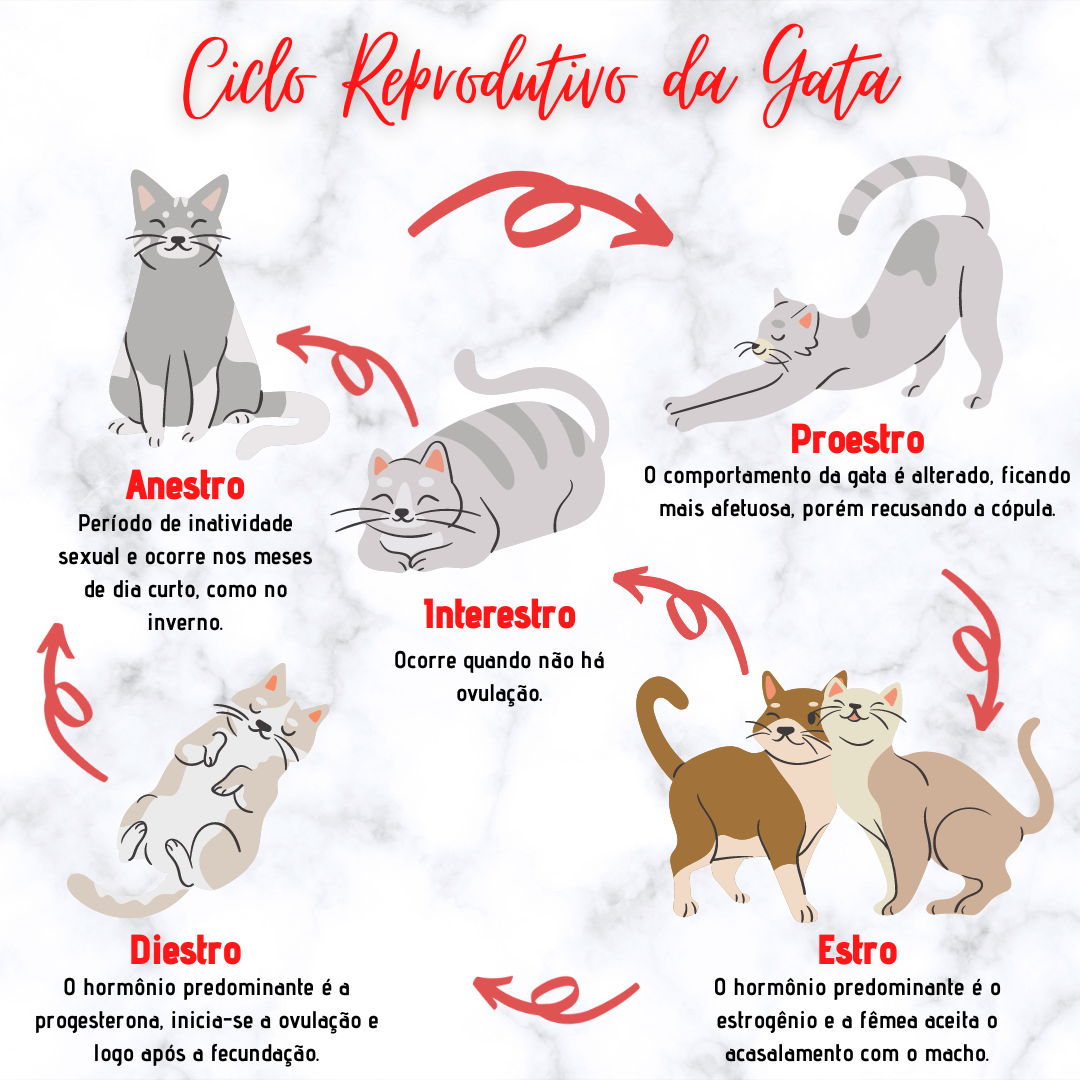 Ciclo Reprodutivo da Gata - Histologia e Embriologia Veterinária