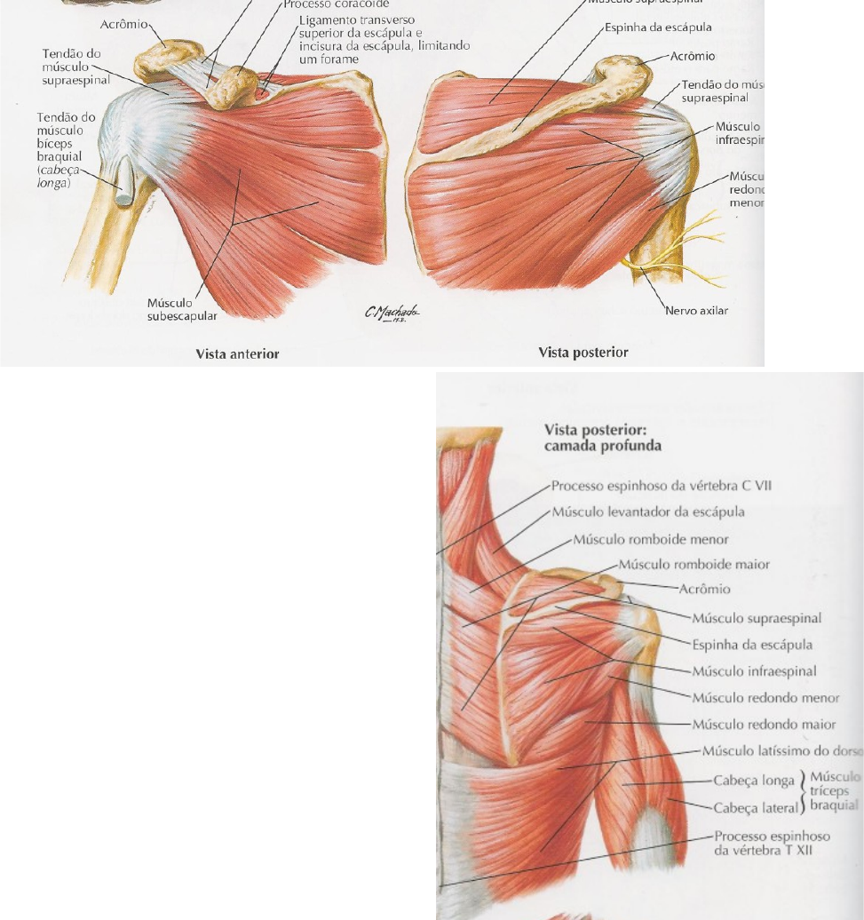 Grátis: Anatomia - Músculos do Membro-Superior - Material Claro e Objetivo  em PDF para Estudo Rápido, image size:973x1036