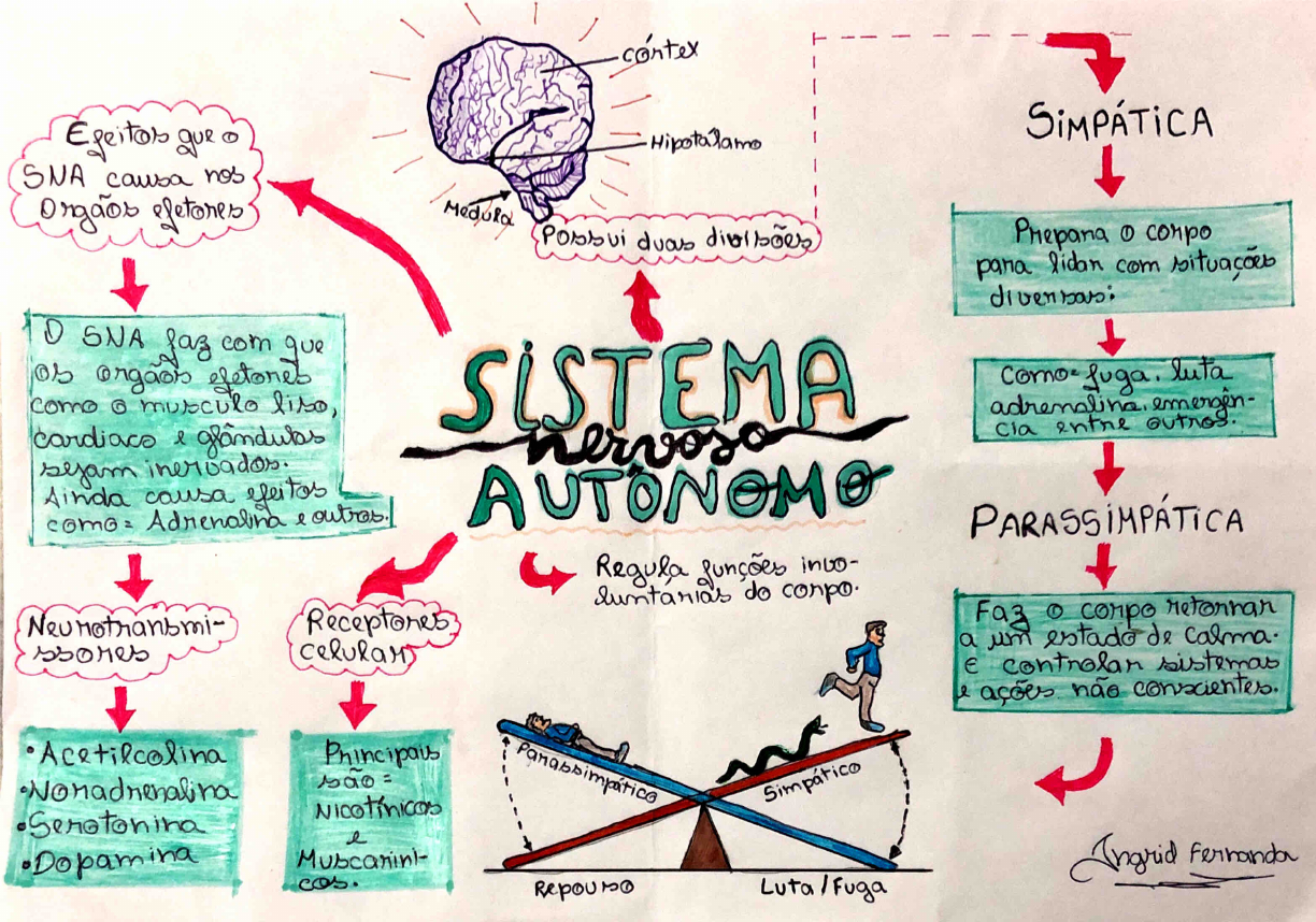 Mapa Mental Sobre A Fisiologia Do Sistema Nervoso Autonomo Sistema Images 4491