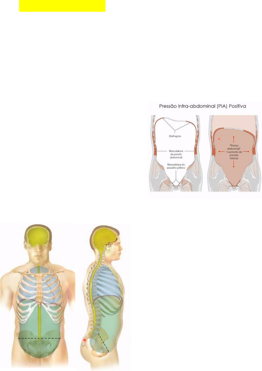 Anatomia Cirúrgica do Abdómen