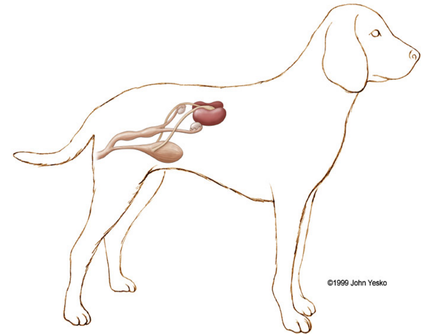 Можно собаке почки. Выделительная система собаки. Собака выделительная система система. Выделительная система у кобеля. Мочевой пузырь собаки анатомия.