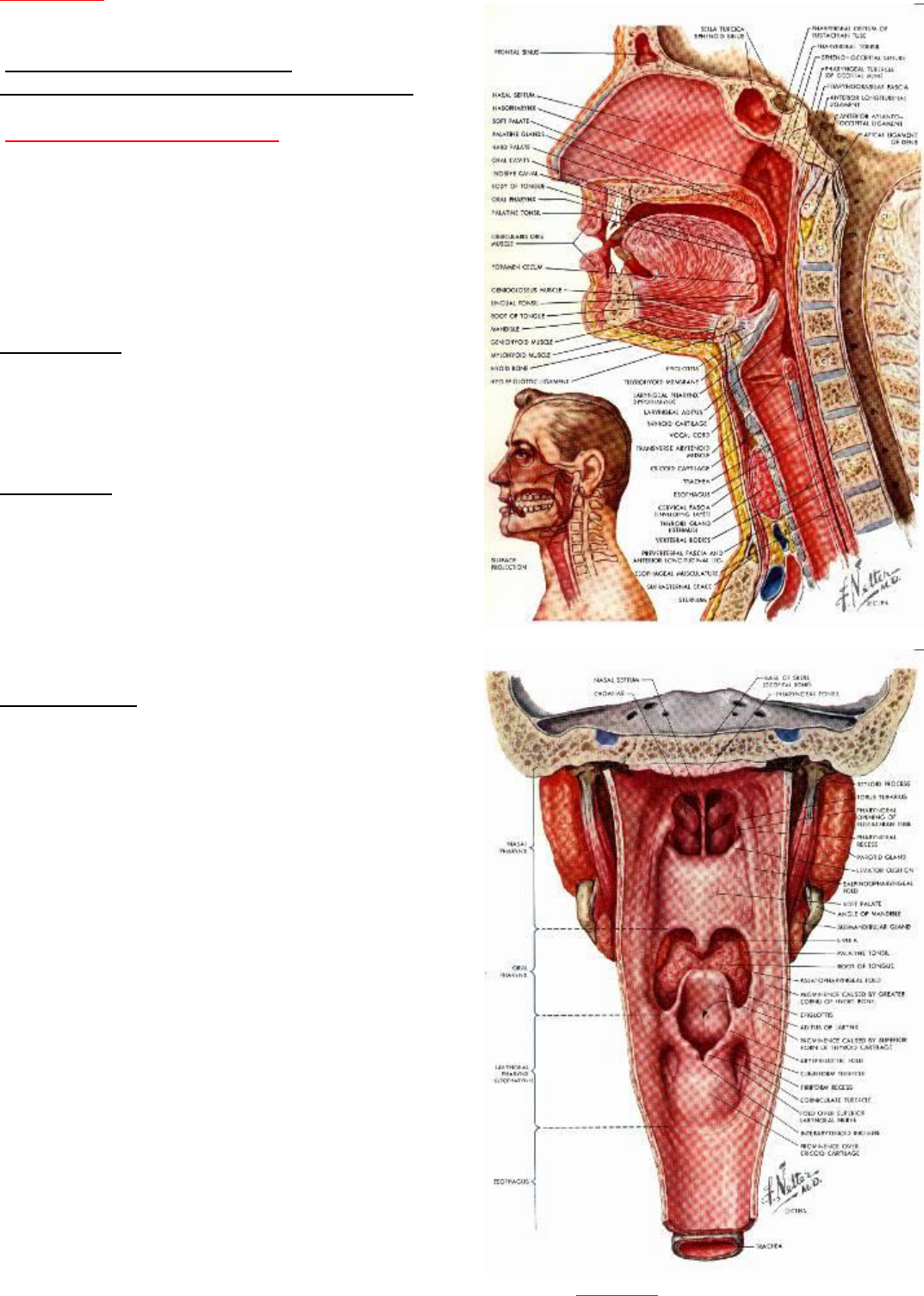 Celulite amigdaliana e abscesso amigdaliano - Distúrbios do ouvido