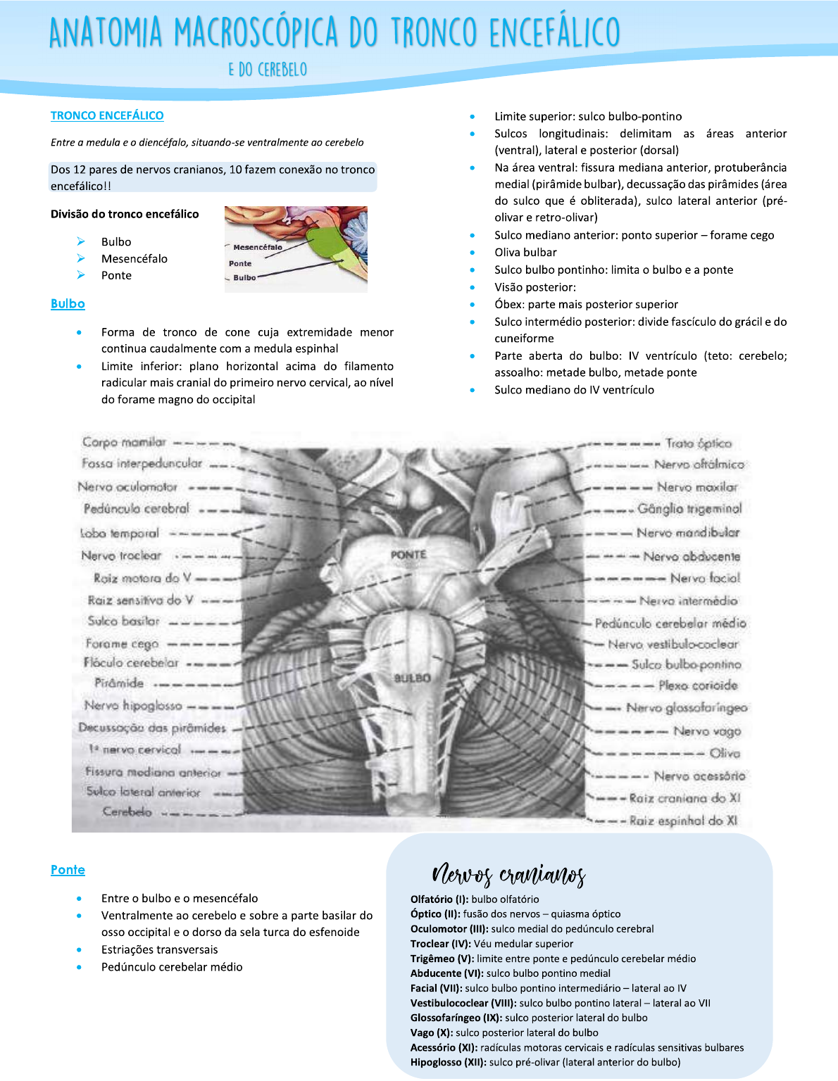 Anatomia Macroscópica Do Tronco Encefálico Neuroanatomia