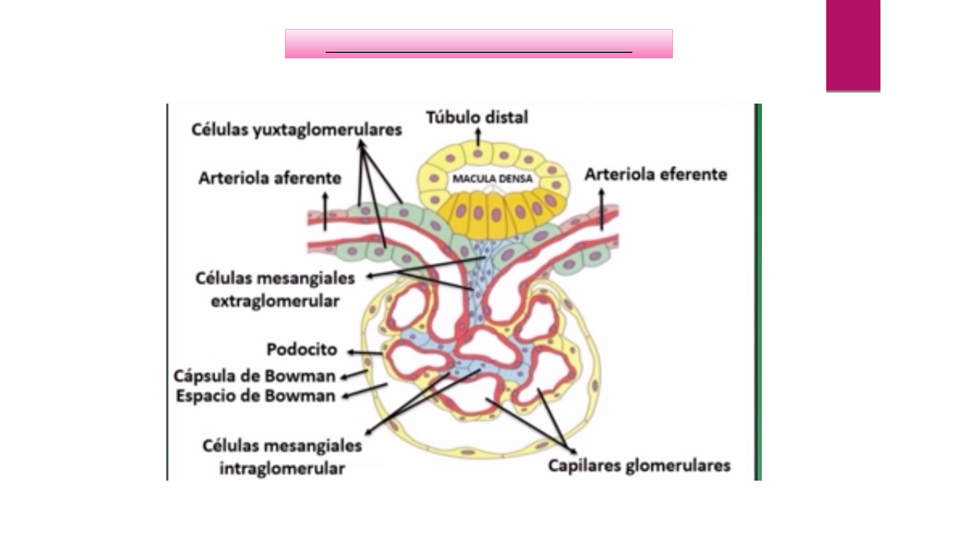 Funcion De Las Celulas Mesangiales Extraglomerulares