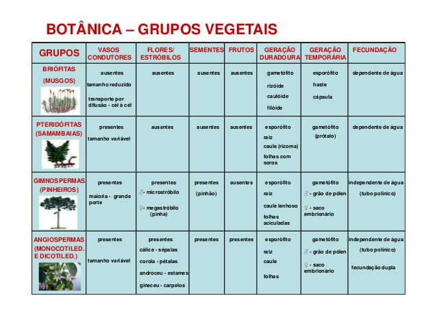 Tabelinha De Revisao Botânica Botânica Básica 8499