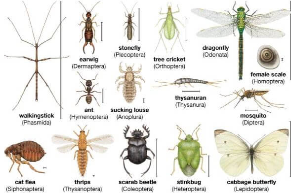 hexapoda-insects-zoologia