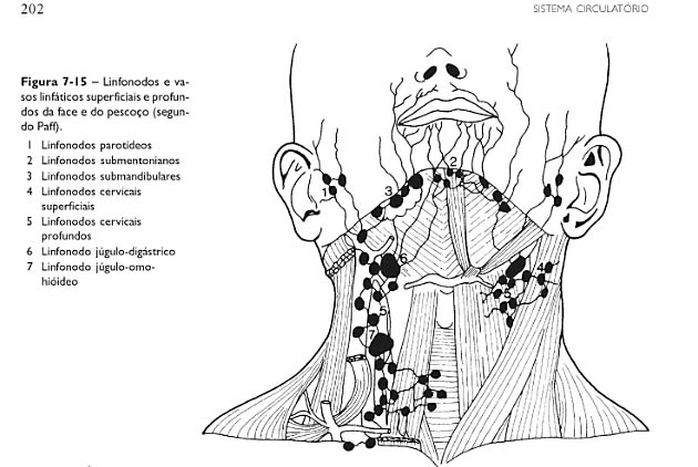 linfonodos face - Anatomia I