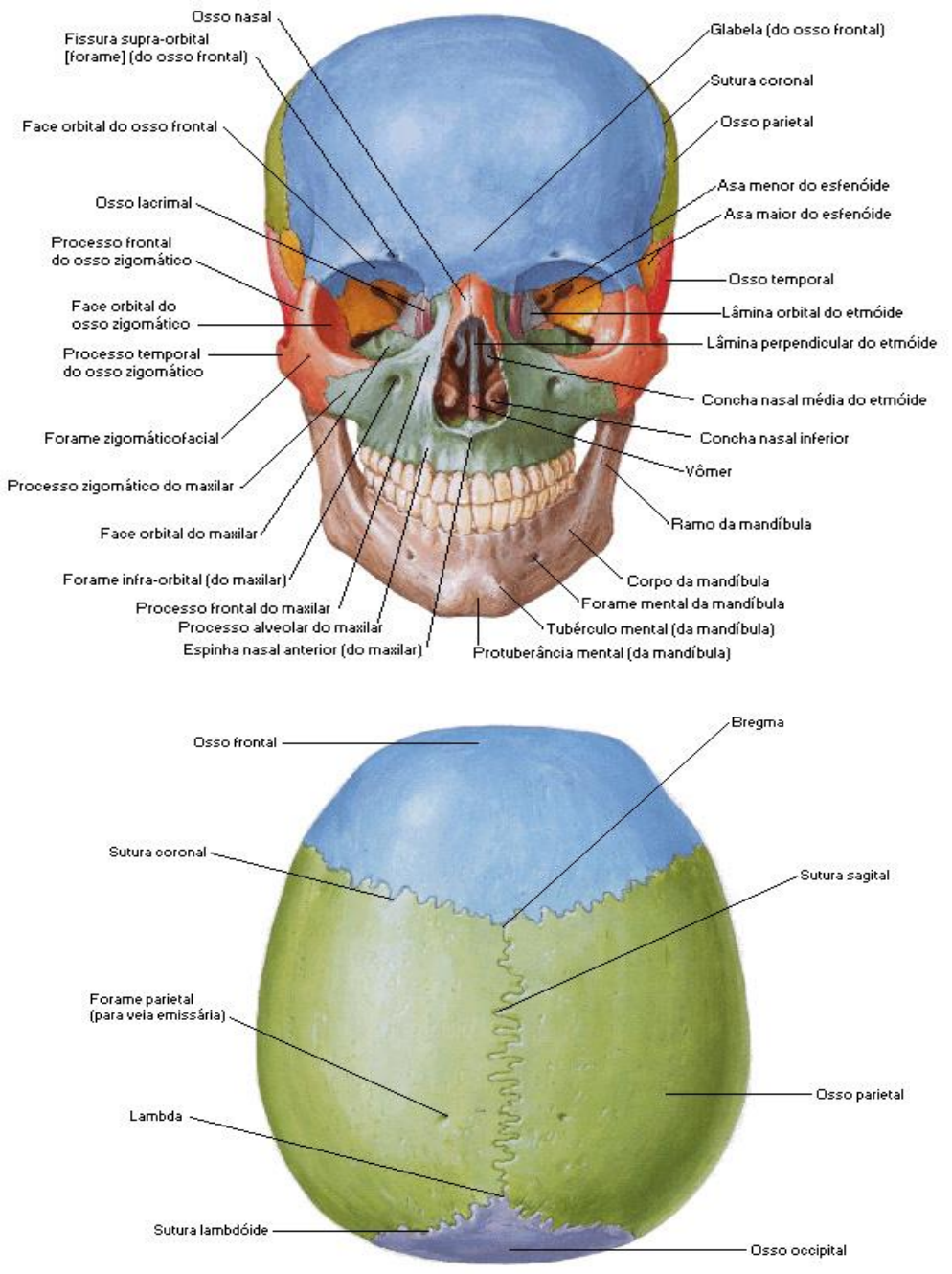 Mandíbula - Atlas de Anatomia do Corpo Humano - Centralx