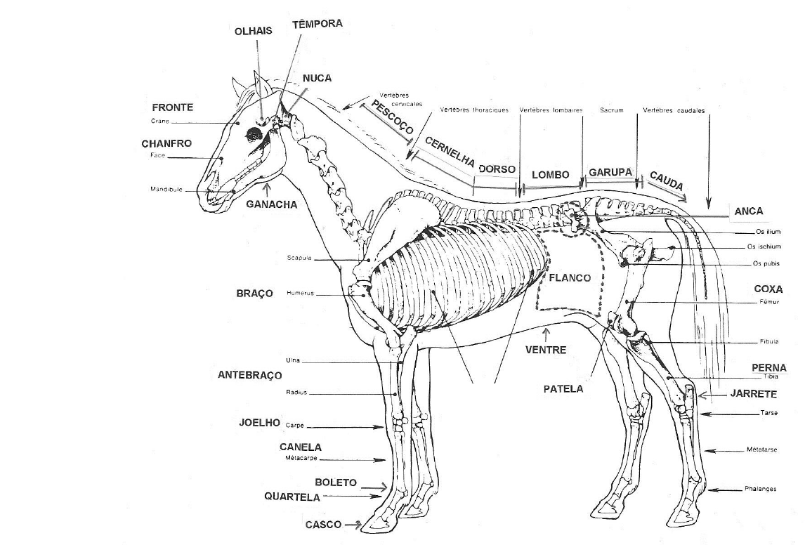 Planos De Delimitação Animal