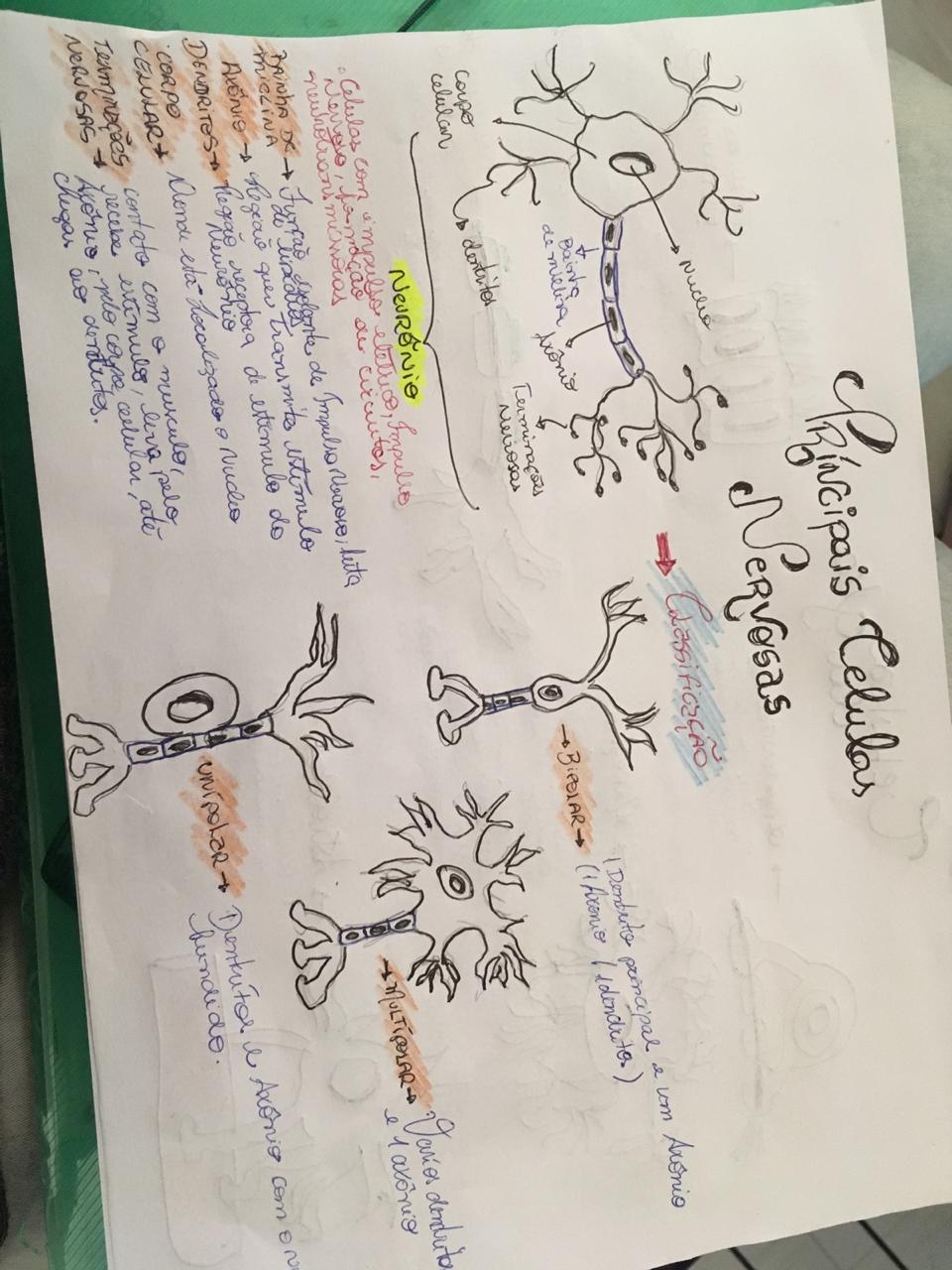 Mapa Mental Sistema Nervoso Biologia Celular