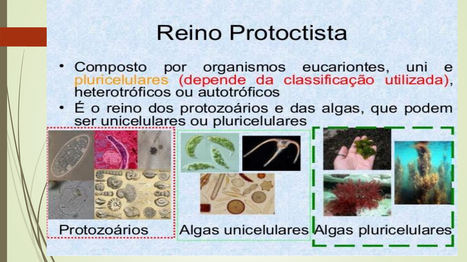 Grátis: Reino Protoctista: Características e Classificação - Material Claro  e Objetivo em PDF para Estudo Rápido