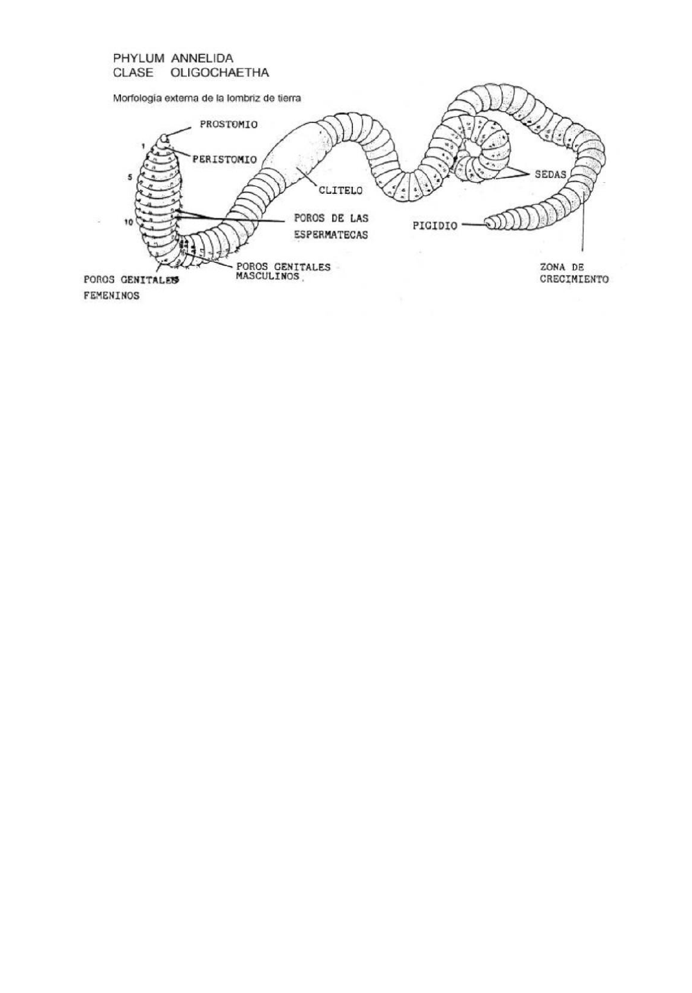 Grátis: Aula prática de Annelida Oligochaeta - Material Claro e Objetivo em  PDF para Estudo Rápido, image size:996x1429