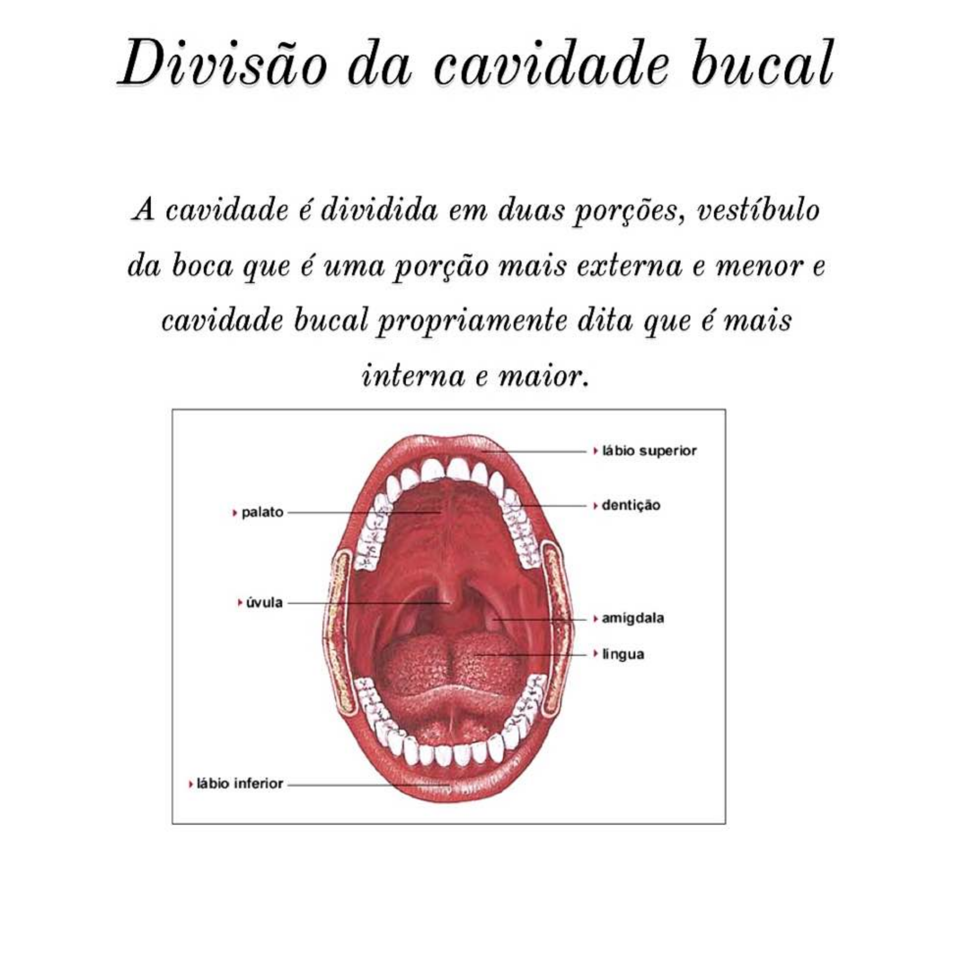 Quais As Funções Da Cavidade Bucal E Suas Estruturas - FDPLEARN
