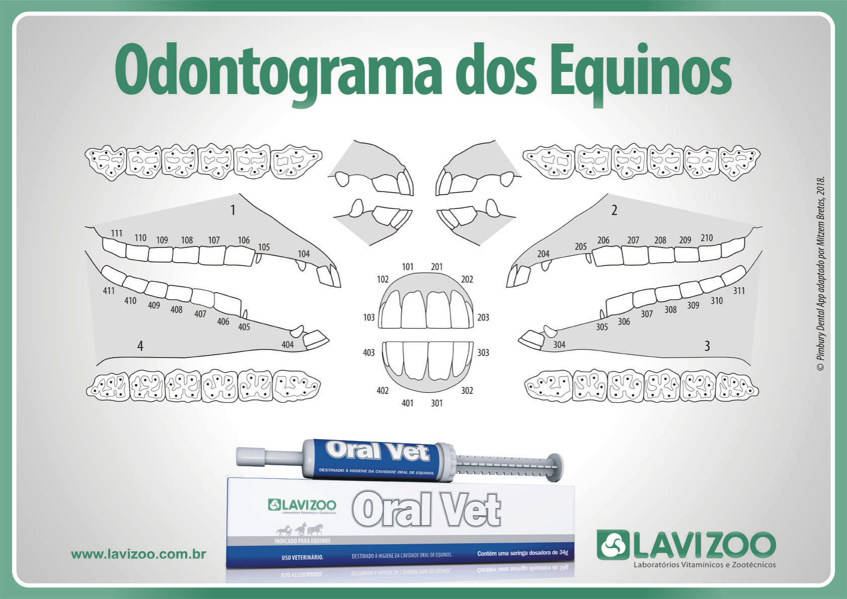 Odontograma dos equinos anatomia medicina veterin ria