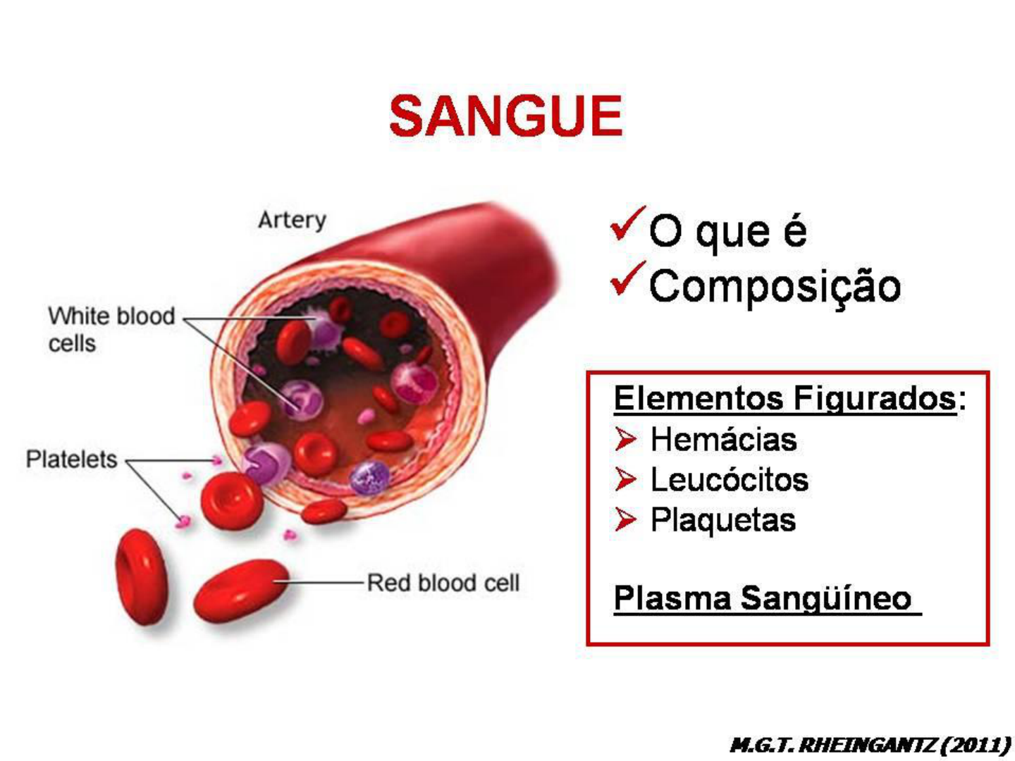Aula 11 Sangue - Histologia Básica
