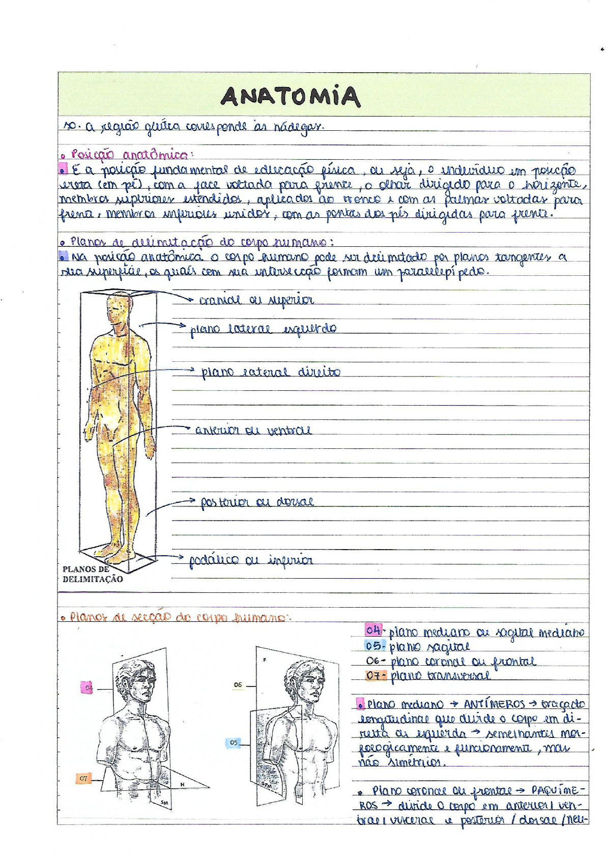 RESUMO ANATOMIA N1 - Anatomia Humana I