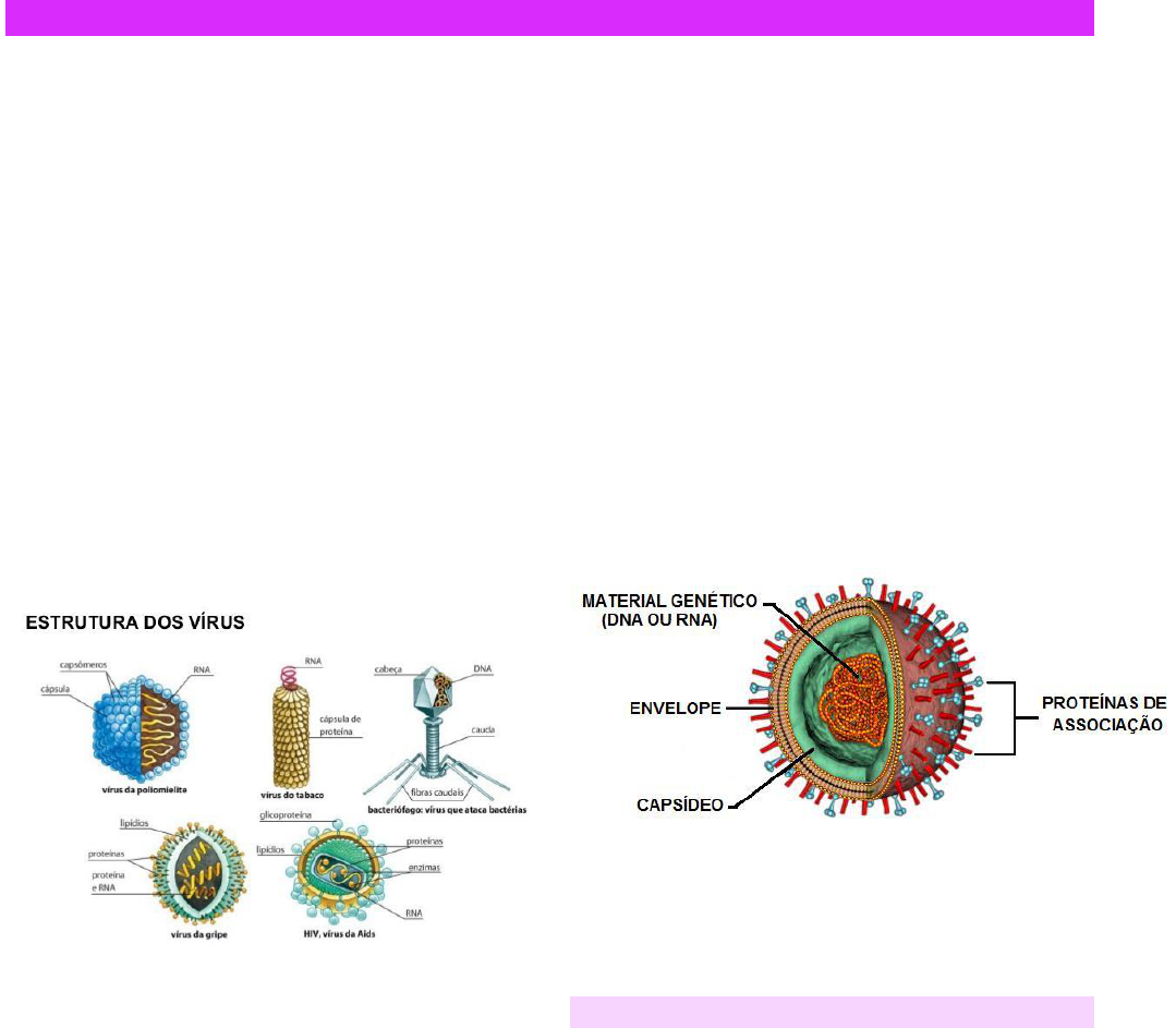 Virologia Microbiologia
