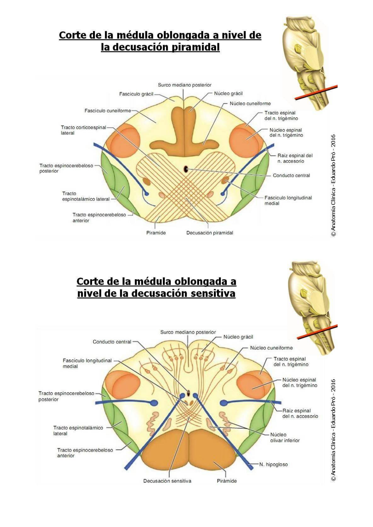 Cortes Tronco Del Encefalo Anatomia I