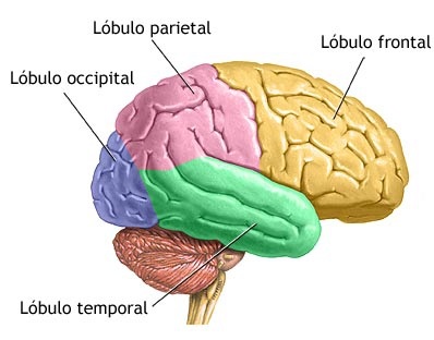 Cérebro - Lobos - Anatomia Humana I