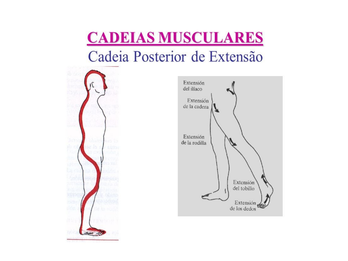 Cadeia ANTERIOR e Cadeia POSTERIOR 