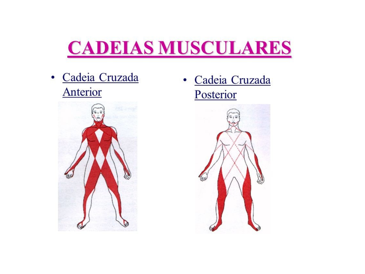 Entenda as cadeias musculares anteriores 