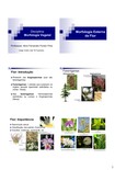 aula morfologia flor e inflorescencia agronomia_2022.1