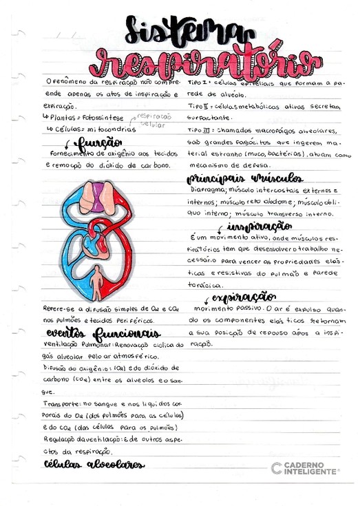 Sistema Respiratório