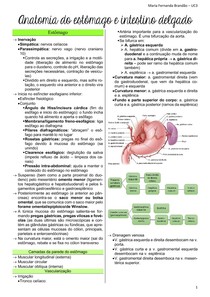 Anatomia do estômago, intestino delgado