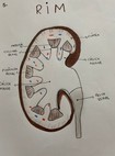 anatomia RIM