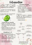 Fotossíntese - Transdução de Energia e Ciclo de Calvin