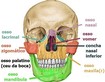 ossos da face e crânio