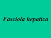 Fasciola hepatica 2018Idisp