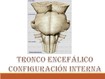 4- Tronco Encefálicoo