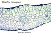 mesofilohomo